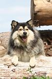 CHIEN FINNOIS DE LAPONIE 260